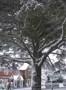 The cedar tree in the High Street, Caterham.